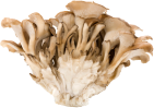 Maitake