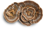 Turkey-Tail