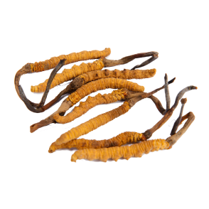 Cordyceps